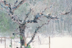 Apple Tree in Winter