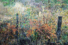 Overgrown Fenceline
